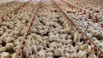 ABD'de kuş gribi salgını: 935 bin tavuk itlaf edildi
