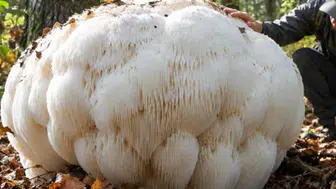 Çin'de 2,2 kilogram ağırlığında dev mantar keşfedildi