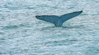 Yeni Zelanda'da plaja vuran 12 cüce katil balina öldü