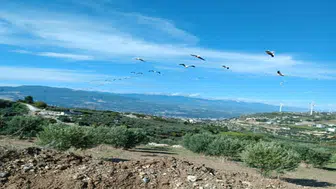 Gökyüzünde görsel şölen: Ak Pelikanların göçü başladı