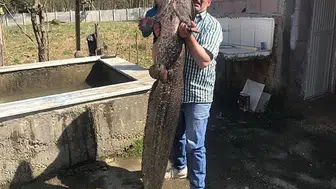 Kızılırmak'tan 50 kiloluk yayın balığı yakalandı