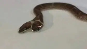 Hindistan'da iki başlı yılan bulundu! Dört gözlü nadir canlı şaşkınlık yarattı