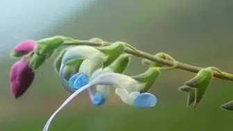 Nesli tükenme tehlikesi altındaki bitkiye “Salvia messii” adı verildi