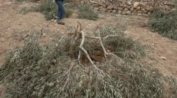 İsrail güçleri Doğu Kudüs’te 40 zeytin ağacını kesti!