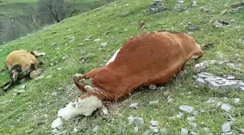 Elazığ’da yıldırım felaketi: 5 inek telef oldu