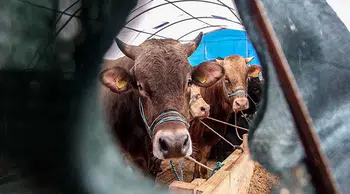 Diyanet 2026 vekaletle kurban kesim bedelini açıkladı