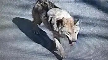 Güney Kore'de kurt alarmı: Hayvanat bahçesinden kaçtı, şehir merkezine indi