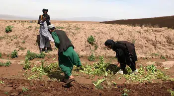 Afganistan’da haşhaş operasyonu: 405 hektarlık tarla imha edildi