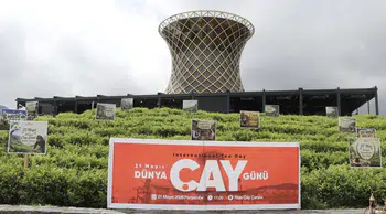 ÇAYKUR’dan çay hasadı açıklaması: “900 ton yaş çay alındı”