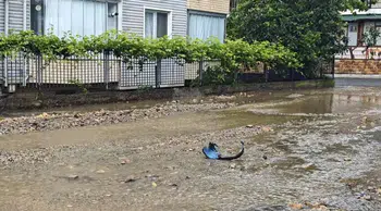 Ordu’da şiddetli yağış nedeniyle ev ve iş yerlerini su bastı