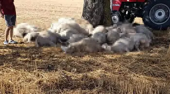 Edirne'de sağanak ve dolu yağışı: 30 koyun telef oldu
