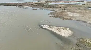 Bursa'da pelikanlar dronla havadan görüntülendi