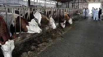 Hayvan pazarında şap alarmı: Pazar kapatıldı