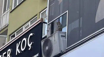 Bursa'da kediyi kurtarmak isterken hayatını kaybetti!