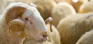 Kurban keserken kalp krizi geçiren kişi öldü