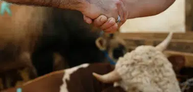 Vekaletle kurban kesiminde dikkat edilmesi gerekenler