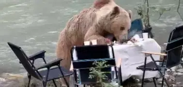 Munzur Vadisi’nde bozayı piknik masasını ziyaret etti