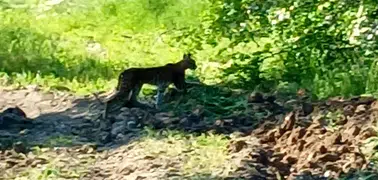 Hekimhan'da nesli koruma altındaki vaşak görüntülendi
