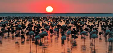 Bakan Kurum açıkladı: "Tuz Gölü'nde 12 bin 800 yavru flamingo tespit edildi"