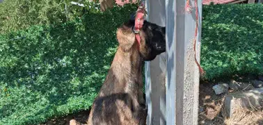 Hatay'da sahipli köpek elektrik direğine asılmış halde bulundu