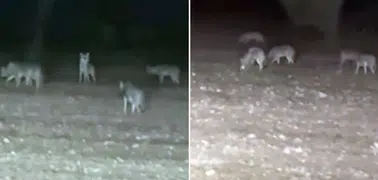 Ankara'da köye inen kurt sürüsü 15 koyunu telef etti