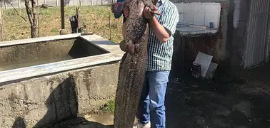 Kızılırmak'tan 50 kiloluk yayın balığı yakalandı