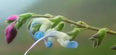 Nesli tükenme tehlikesi altındaki bitkiye “Salvia messii” adı verildi