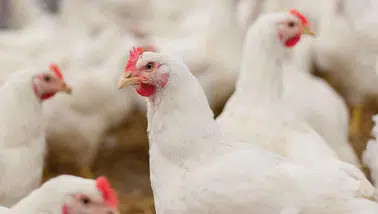 Beyaz et sektöründeki soruşturmada yeni gelişme: 29 şüpheli serbest bırakıldı