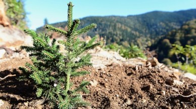 Son 20 yılda 6 milyar fidan toprakla buluşturuldu