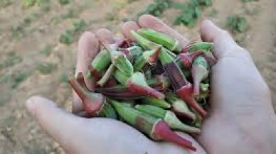 'Bamyadan mermi' lafı tarih oldu. Bir kilo bamya bakın kaç lira?