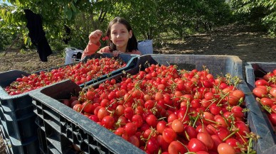 Kiraz sezonu açıldı. Fiyatı dudak uçuklattı