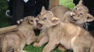 Cumhurbaşkanı Erdoğan'ın aslanlarının yavrularının isimleri anketle belirlenecek