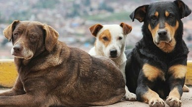 İstanbul Valiliği'nden sokak köpekleri kararı