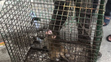 Bursa'da bir evin mutfağına giren maymun yakalandı