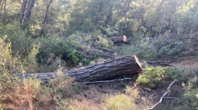 Akbelen Ormanı'nı kesen şirketten yeni açıklama