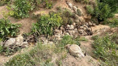 Peş peşe uçurumdan atlayan 117 koyun öldü