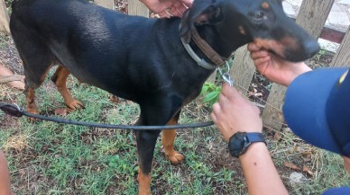 İnanılır gibi değil. Kayıp olan Korhan Berzeg'in köpeği 74 gün sonra eve döndü