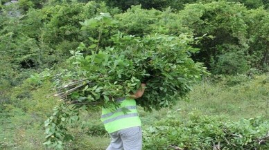 Kurdukları bahçeye ektiler talebe yetişemediler. Kozmetikte kullanılıyor kapış kapış kapışılıyor