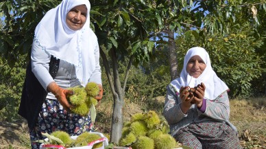 Ağaçtan toplanıyor kuyuda bekletiliyor. Hasada başladılar paraya para demiyorlar