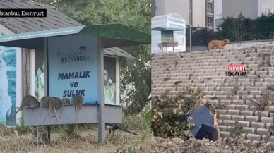 Esenyurt'ta korkunç görüntü: Dev fareler her yeri bastı!
