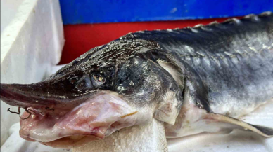 Dinozorlar döneminden günümüze geldi! Bu balığın havyarı 2 milyon lira