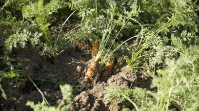 Kanseri durduruyor,  kalbe iyi geliyor. Mucize bitkinin hasadı başladı. Tarlada 10,  markette 34 TL