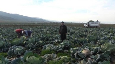 Tarlada tanesi 60 lira. Hasadı başladı. Köylü paraya para demiyor