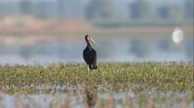 Çekya'nın uydu vericiyle takip ettiği yavru leylek Türkiye'de!