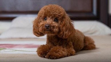 Toy Poodle Özellikleri Nelerdir?