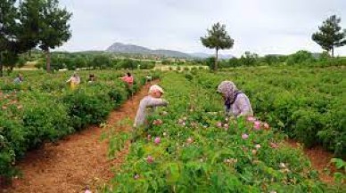 Herkes bahçesine ekmeye başladı. Hasadı 8 ay sürüyor tanesi 15 liraya satılıyor