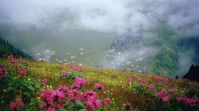 2 bin 300 rakımda oluyor üretici paraya para demiyor. Kilosu 2 bin 500 lira. Bu hastalıkları tedavi ediyor