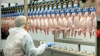 10 ünlü tavuk markasına soruşturma: İsimleri de açıkça paylaşıldı!