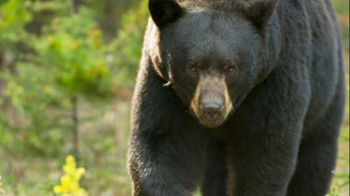 Ayı avcının yüzünü parçaladı: Avcının intikamı sert oldu!