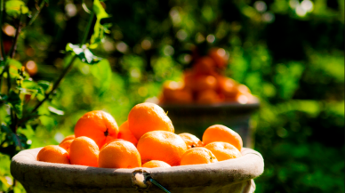 Türkiye'nin narenciye ihracatı 1 milyar doları aştı!